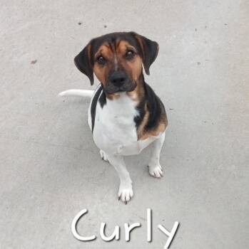 CURLY -  Terrier Dog for Adoption in Seymour, Indiana - CURLY | PetCurious