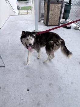 LEGOLAS -  Siberian Husky Dog for Adoption in Doral, Florida - LEGOLAS | PetCurious