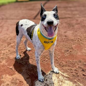 Rayo -  Mixed Breed and Australian Cattle Dog Blue Heeler Dog for Adoption in Keaau, Hawaii - Rayo | PetCurious