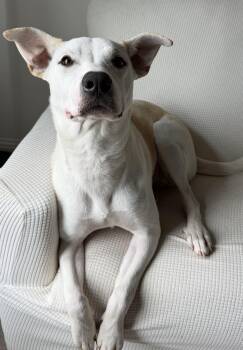 Shepherd Dogs Available for Adoption in Edgecliff Village, Texas - TEX | PetCurious