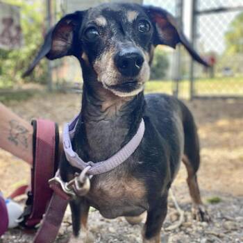Rescue Dachshund Dogs for Adoption in Sarasota, Florida - Lady | PetCurious