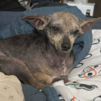 Hoggle -  Chihuahua Dog for Adoption in Hilton, New York - Hoggle | PetCurious
