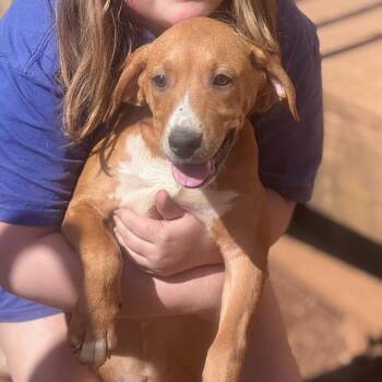 Mixed Breed Dogs Available for Adoption - Maisie | PetCurious