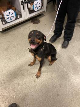 Mixed Breed Dogs Available for Adoption - TESSA | PetCurious