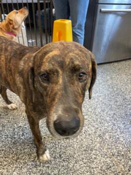 Mixed Breed Dogs Available for Adoption in Columbia, Tennessee - Benny | PetCurious