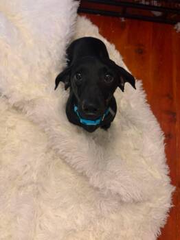 Dobby -  Dachshund Dog for Adoption in Clay, New York - Dobby | PetCurious