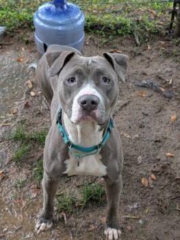 Pit Bull Terrier Dogs Available for Adoption in Reisterstown, Maryland - Ariana | PetCurious