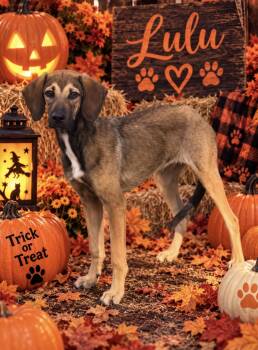 Lulu -  Plott Hound Dog for Adoption in Greensboro, Alabama - Lulu | PetCurious