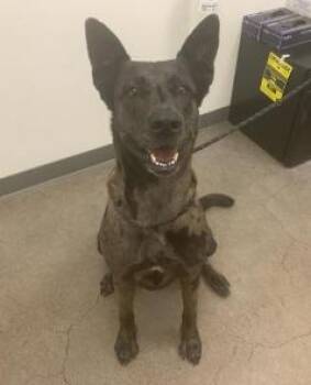 Rescue German Shepherd Dog and Catahoula Leopard Dog Dogs for Adoption in Berkeley, California - Athena | PetCurious