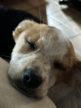 Australian Cattle Dog Blue Heeler Dogs Available for Adoption - Jackie | PetCurious