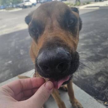 GORDON -  Mastiff and Mixed Breed Dog for Adoption in Indianapolis, Indiana - GORDON | PetCurious