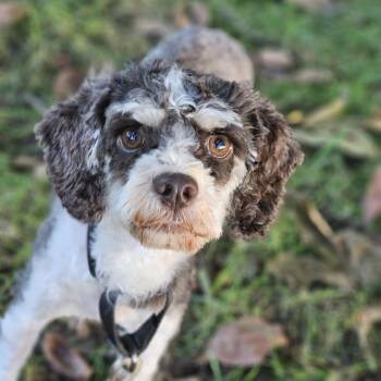 Mocha Springfield -  Cavapoo Dog for Adoption in Shiloh, Illinois - Mocha Springfield | PetCurious