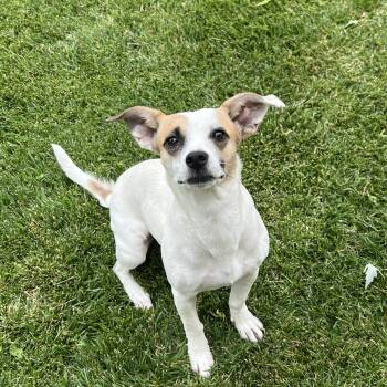 Sugar -  Chiweenie Dog for Adoption in Flagstaff, Arizona - Sugar | PetCurious