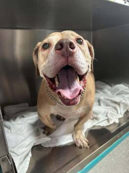 Petey -  Basset Hound and American Bulldog Dog for Adoption in Statesboro, Georgia - Petey | PetCurious