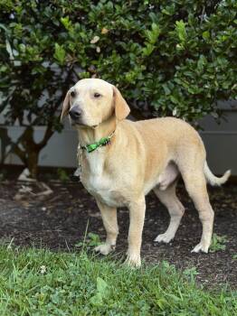 Dee -  Yellow Labrador Retriever and Dachshund Dog for Adoption in Maryville, Tennessee - Dee | PetCurious