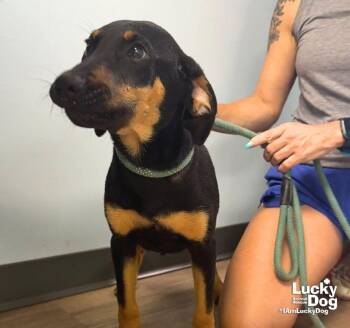 Cindy -  Shepherd Dog for Adoption in Washington, District Of Columbia - Cindy | PetCurious