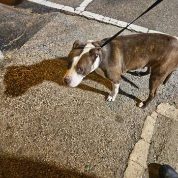 Sekmet -  Mixed Breed Dog for Adoption in Philadelphia, Pennsylvania - Sekmet | PetCurious