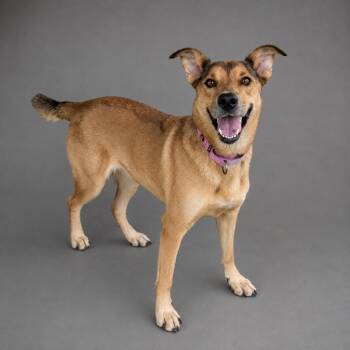 Fried Pickles -  Collie and Mixed Breed Dog for Adoption in Hardeeville, South Carolina - Fried Pickles | PetCurious