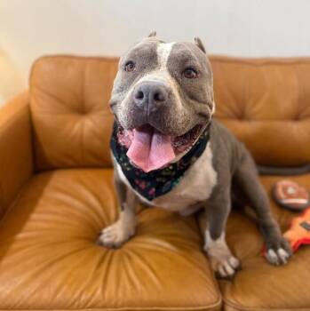 JellyRoll Jam -  Pit Bull Terrier Dog for Adoption in Friendswood, Texas - JellyRoll Jam | PetCurious