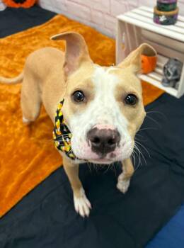 Fefe -  Pit Bull Terrier and Mixed Breed Dog for Adoption in Oxford, Michigan - Fefe | PetCurious