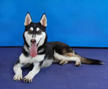 NINA -  Siberian Husky Dog for Adoption in Pasadena, California - NINA | PetCurious