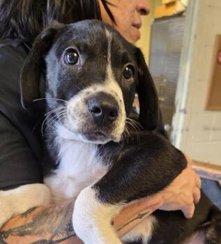 Baby Kipper -  Pointer Dog for Adoption in Washington, District Of Columbia - Baby Kipper | PetCurious