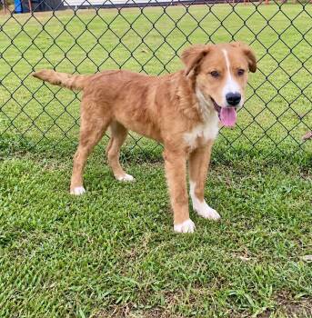 Timber -  Golden Retriever Dog for Adoption in Glocester, Rhode Island - Timber | PetCurious