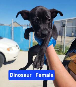 Saber -  Pit Bull Terrier Dog for Adoption in Evansville, Indiana - Saber | PetCurious