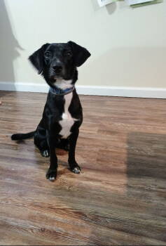 Rescue Dachshund and Rat Terrier Dogs for Adoption in Nashville, Tennessee - Patch | PetCurious