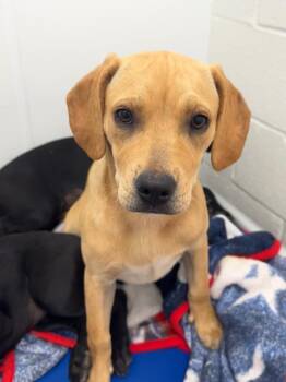Honey -  Mixed Breed Dog for Adoption in Lake City, Arkansas - Honey | PetCurious