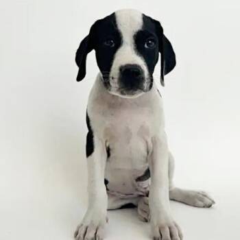 Ghosty -  Boxer Dog for Adoption in Brentwood, Missouri - Ghosty | PetCurious