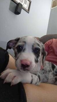 Beckett -  Catahoula Leopard Dog Dog for Adoption in West Peoria, Illinois - Beckett | PetCurious