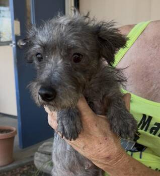 Stubby -  Terrier Dog for Adoption in Woodland, California - Stubby | PetCurious