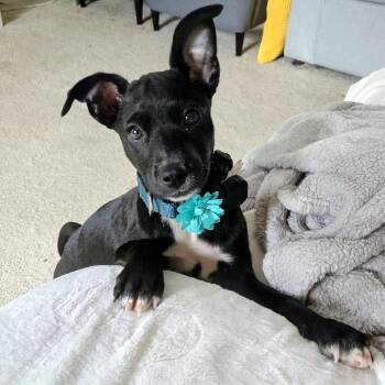 Mixed Breed and Terrier Dogs Available for Adoption in Baldwin, Maryland - Astrid | PetCurious