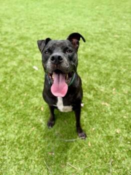 Mixed Breed Dogs Available for Adoption in Daytona Beach, Florida - Rye - 1 | PetCurious