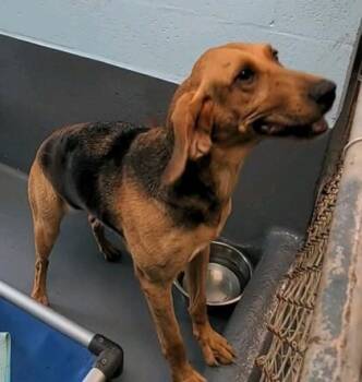 Lucy - 2 -  Bloodhound and Mixed Breed Dog for Adoption in Daytona Beach, Florida - Lucy - 2 | PetCurious
