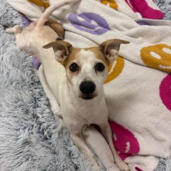 Jerry -  Jack Russell Terrier Dog for Adoption in Titusville, Florida - Jerry | PetCurious
