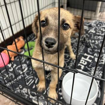 Shepherd Dogs Available for Adoption in Flagstaff, Arizona - Goob | PetCurious