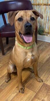 Mixed Breed Dogs Available for Adoption in Ocala, Florida - Hank The Tank | PetCurious