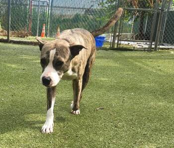 Angelina Ballerina -  Mixed Breed and Pit Bull Terrier Dog for Adoption in Austin, Texas - Angelina Ballerina | PetCurious