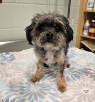 26-339 -  Yorkshire Terrier Dog for Adoption in Lindenhurst, New York - 26-339 | PetCurious