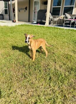 Boon -  Shepherd Dog for Adoption in San Antonio, Texas - Boon | PetCurious