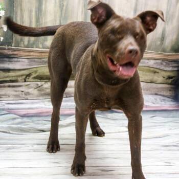 Mixed Breed Dogs Available for Adoption in Casa Grande, Arizona - Ollie (Iless) | PetCurious