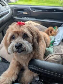 Shih Tzu Dogs Available for Adoption in Homer Glen, Illinois - Coco | PetCurious