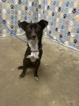 Italian Greyhound and Mixed Breed Dogs Available for Adoption in Rosenberg, Texas - MORT | PetCurious