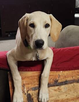 Rescue Labrador Retriever Dogs for Adoption in Broomfield, Colorado - Zharkov / Bonatti/Dodger | PetCurious