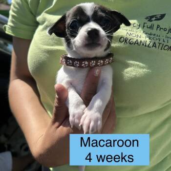 Chihuahua Dogs Available for Adoption in Tampa, Florida - Macaroon | PetCurious