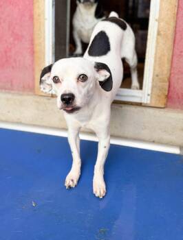 Flan -  Chihuahua Dog for Adoption in Severance, Colorado - Flan | PetCurious