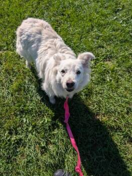 Eira -  Mixed Breed Dog for Adoption in Montreal, Quebec - Eira | PetCurious