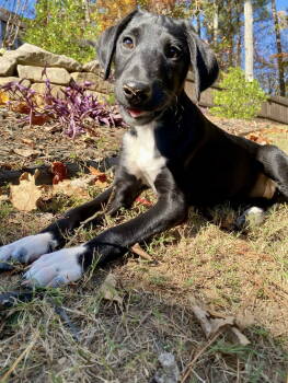 Rescue German Shorthaired Pointer and Border Collie Dogs for Adoption in Ball Ground, Georgia - Albert | PetCurious